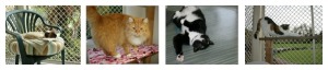 Whangarei cattery Collage 2
